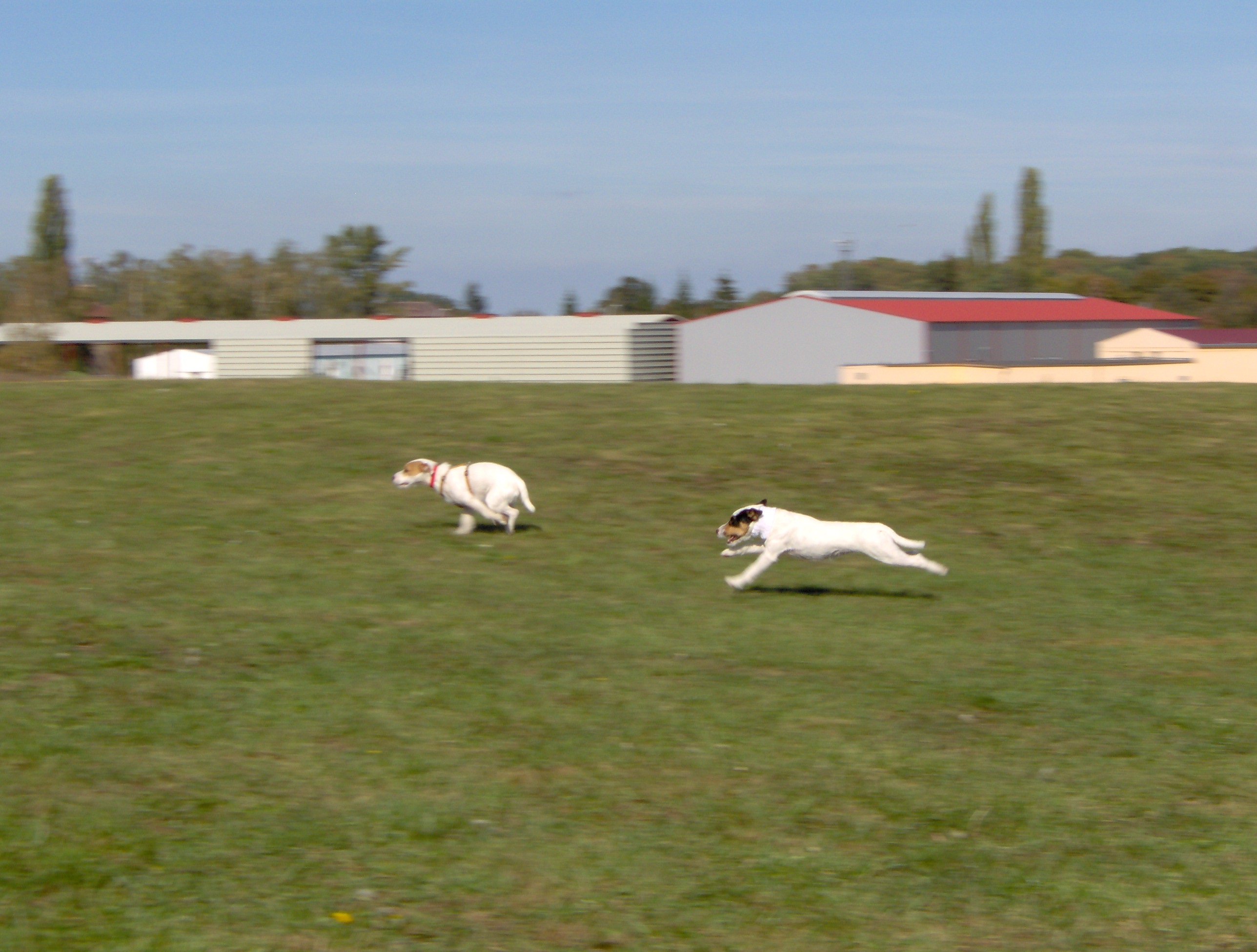 coursing